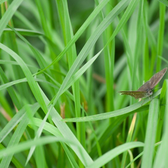 Moth Grass Closeup