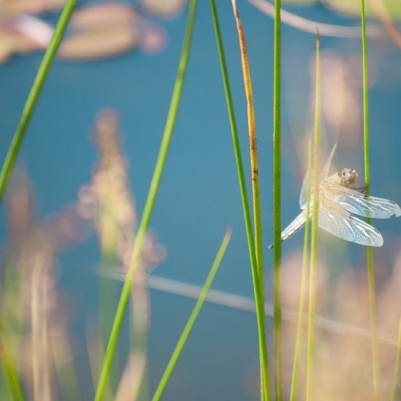 Dragonfly blur 