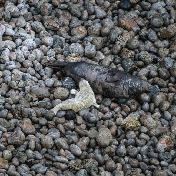 Skomer Island Seal and Pup