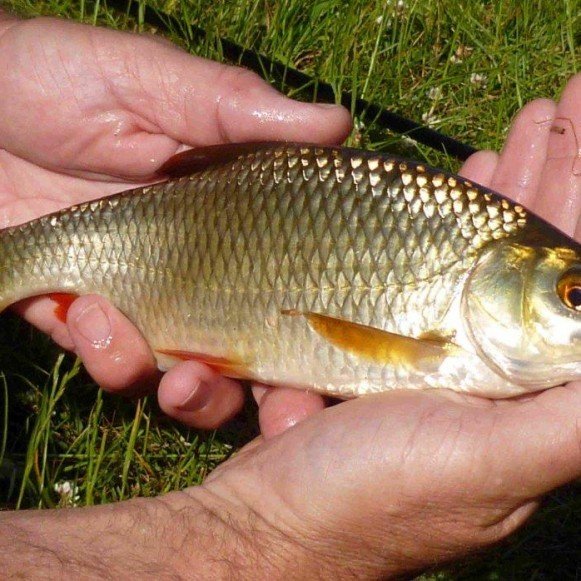 Rudd Caught in Timber Hill Lake