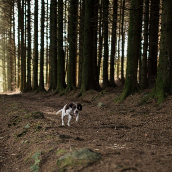 Dog Walk in Woods
