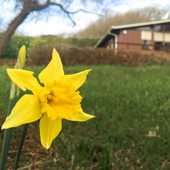 Signs of Spring - Daffodil