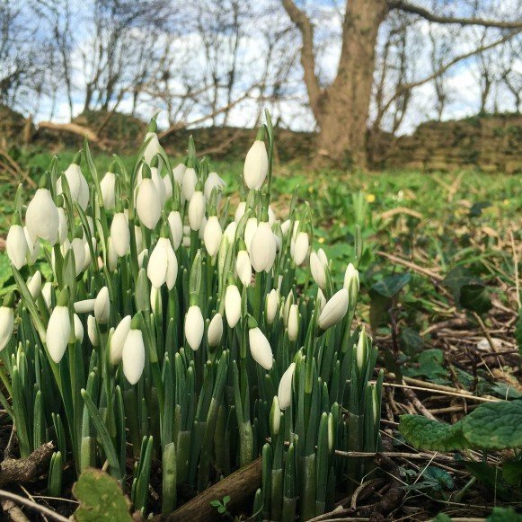 Signs of Spring - Snowdrops