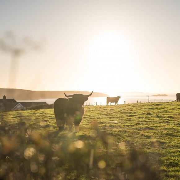 Pembrokeshire Highland Cattle Coast Sunset