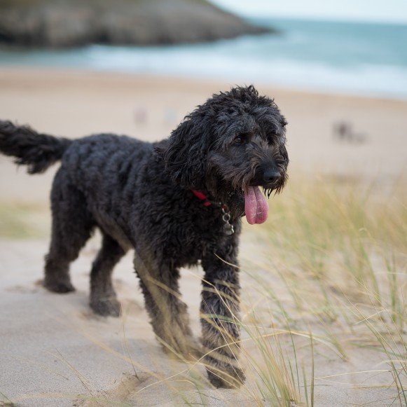 Pembrokeshire Beach Dog Friendly Dog Walk, Visit Wales